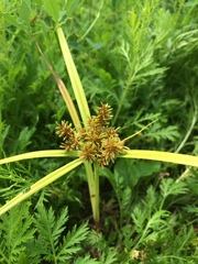 Cyperus