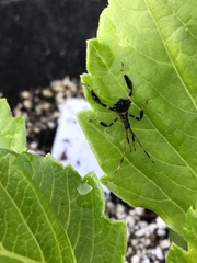 Coreoidea