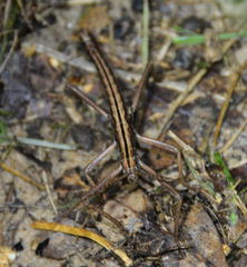Anisomorpha buprestoides