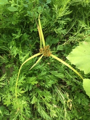 Cyperus