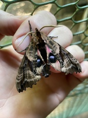 Paonias excaecata
