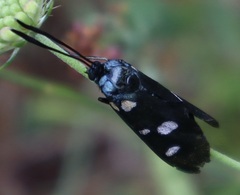Zygaena ephialtes