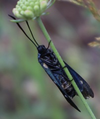 Zygaena ephialtes