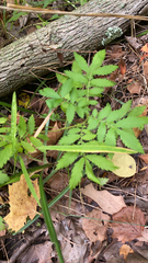 Agrimonia parviflora