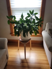 Aglaonema commutatum
