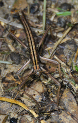 Anisomorpha buprestoides