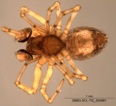 Dictynidae