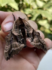 Paonias excaecata