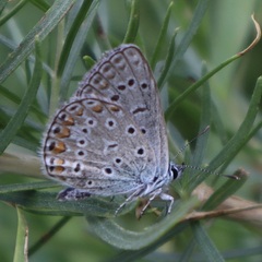 Polyommatus thersites