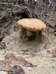 Gyroporus castaneus