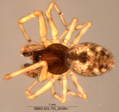 Dictynidae