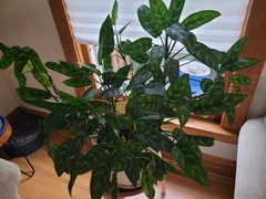 Aglaonema commutatum