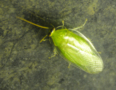 Panchlora nivea