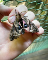 Paonias excaecata