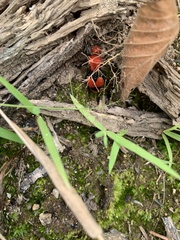 Dasymutilla occidentalis