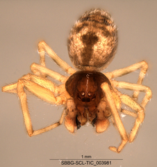 Dictynidae