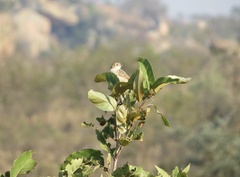 Cisticola chiniana