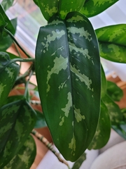 Aglaonema commutatum