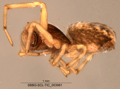 Dictynidae