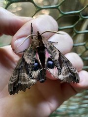 Paonias excaecata
