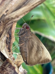 Erionota thrax