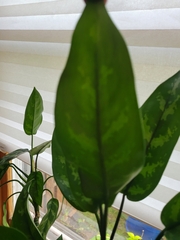 Aglaonema commutatum