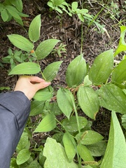 Streptopus amplexifolius