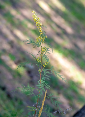 Artemisia gmelinii
