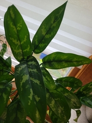 Aglaonema commutatum