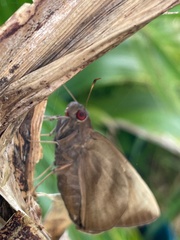 Erionota thrax