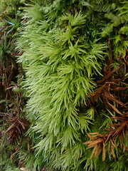 Leucobryum juniperoideum