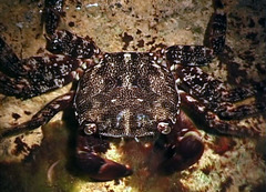 Pachygrapsus marmoratus