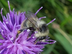 Bombus sylvarum