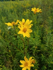 Bidens polylepis