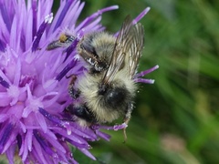 Bombus sylvarum