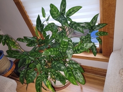 Aglaonema commutatum