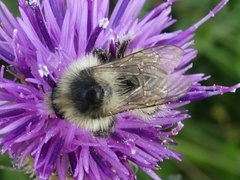 Bombus sylvarum