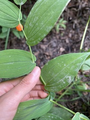 Streptopus amplexifolius