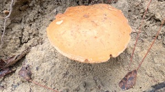 Gyroporus castaneus