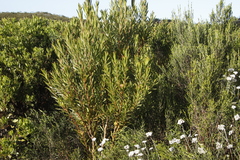 Leucadendron xanthoconus