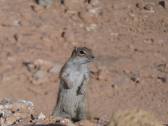 Atlantoxerus getulus