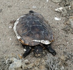Malaclemys terrapin
