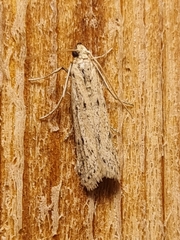 Phycitodes saxicola