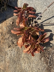 Kalanchoe sexangularis