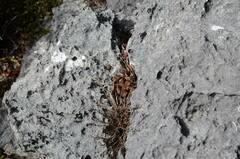 Procavia capensis capensis