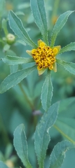Bidens tripartita