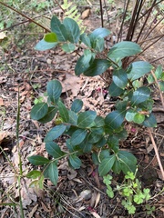 Vaccinium arboreum