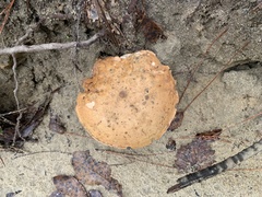 Gyroporus castaneus