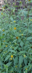 Bidens tripartita