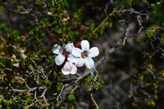 Adenandra